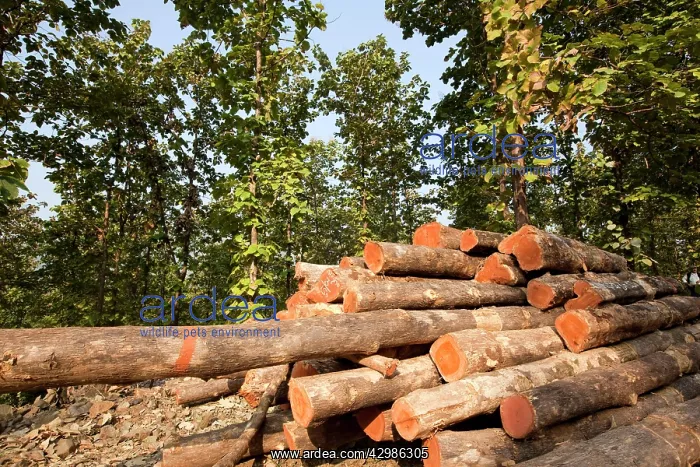 : Teak Trees - logged : Teak Trees - logged