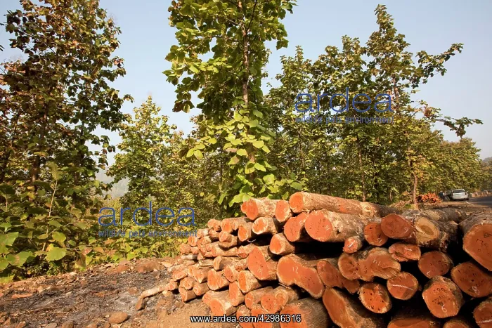 : Teak Trees - logged : Teak Trees - logged