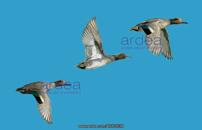 : Teal - 3 birds in flight Essex, UK Digital Manipulation : Teal - 3 birds in flight Essex, UK Digital Manipulation