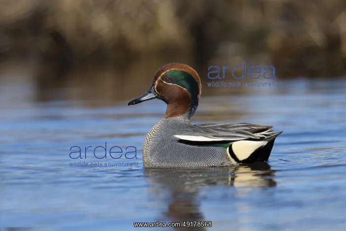 : Teal, Creeping Teal or Quail Duck (Anas crecca) : Teal, Creeping Teal or Quail Duck (Anas crecca)
