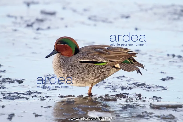 : Teal - drake