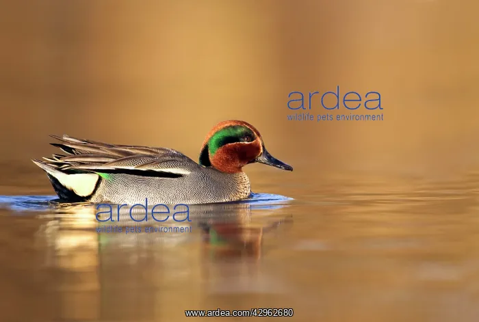 : Teal - drake in early morning light swimming through : Teal - drake in early morning light swimming through