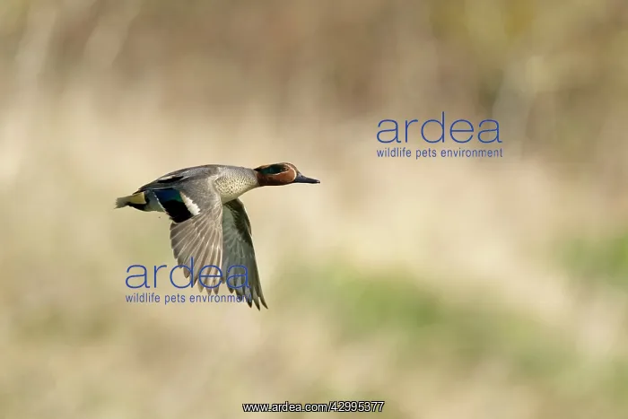 : Teal - drake in flight : Teal - drake in flight