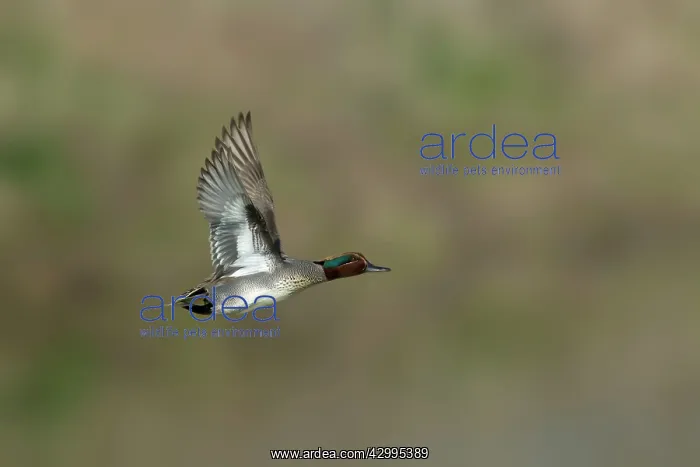 : Teal - drake in flight : Teal - drake in flight