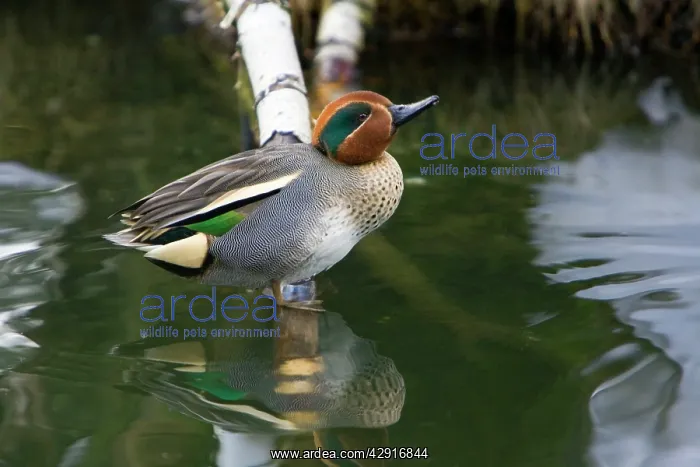 : Teal - drake resting on branch in lake : Teal - drake resting on branch in lake