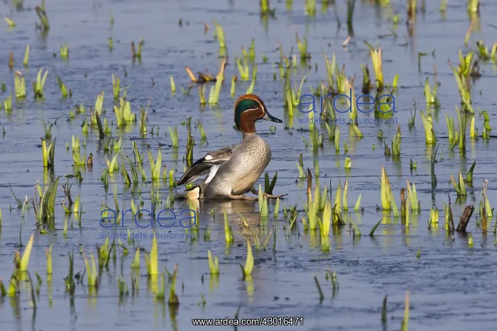  : Teal - drake slipping on ice covered lake; Island