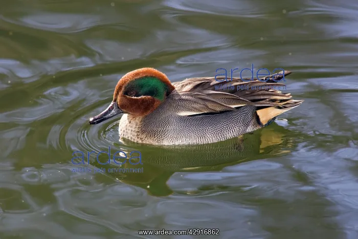 : Teal - drake swimming on lake : Teal - drake swimming on lake