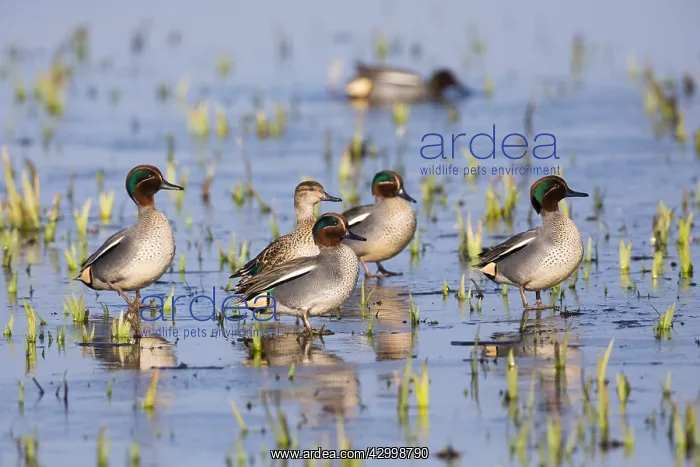 : Teal - five drakes and one duck standing on frozen : Teal - five drakes and one duck standing on frozen