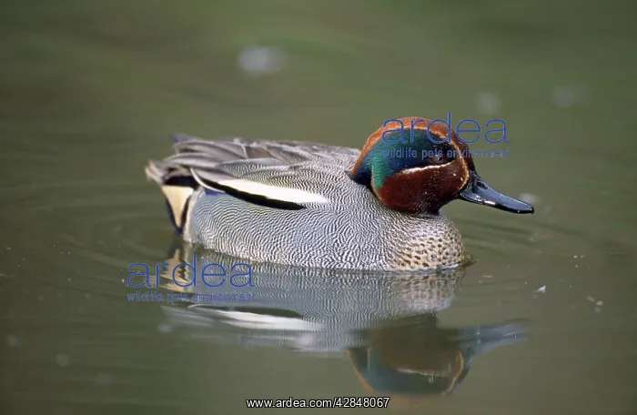  : Teal Duck (Anas crecca)