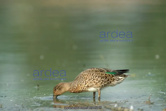: Teal Duck - female : Teal Duck - female