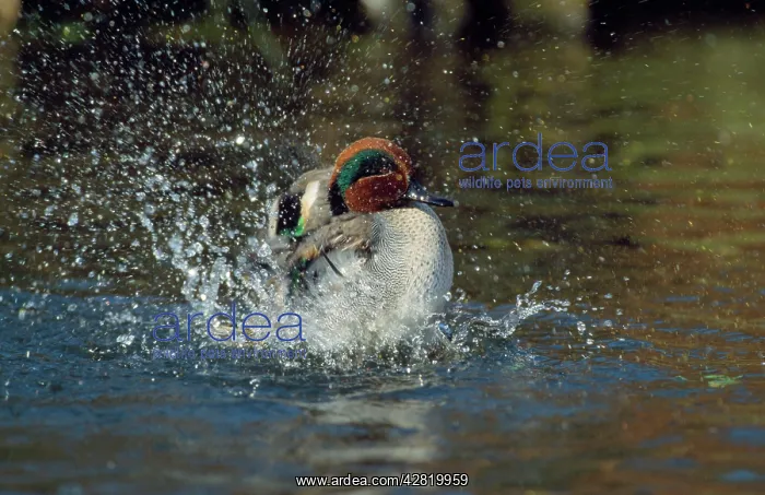 : Teal Duck - washing : Teal Duck - washing