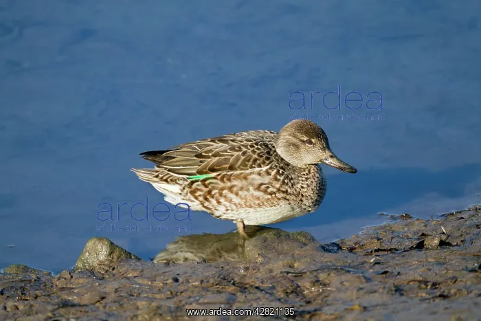 : Teal - female : Teal - female