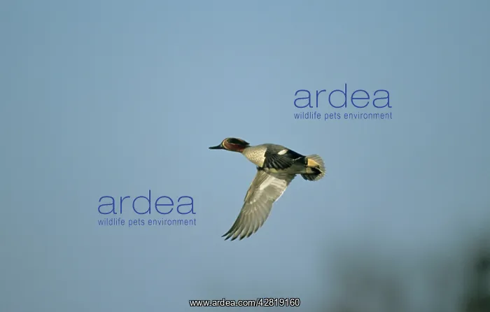 : Teal - in flight : Teal - in flight