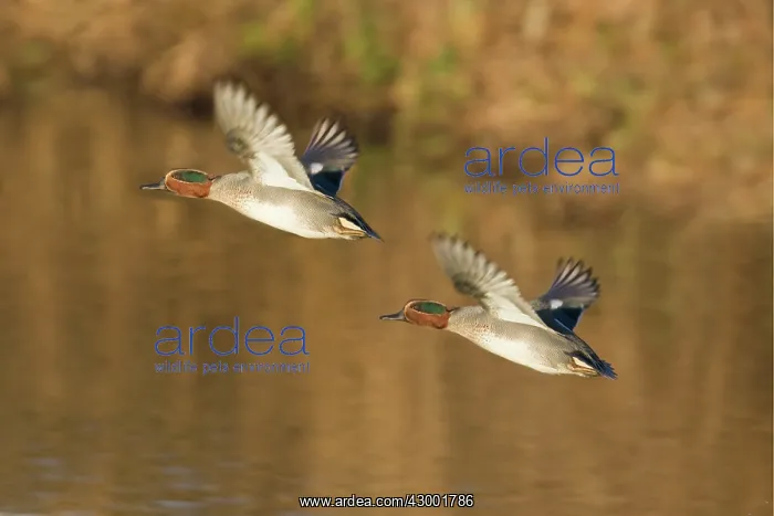 : Teal in flight : Teal in flight