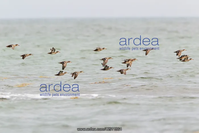 : Teal - flock flying over the sea : Teal - flock flying over the sea