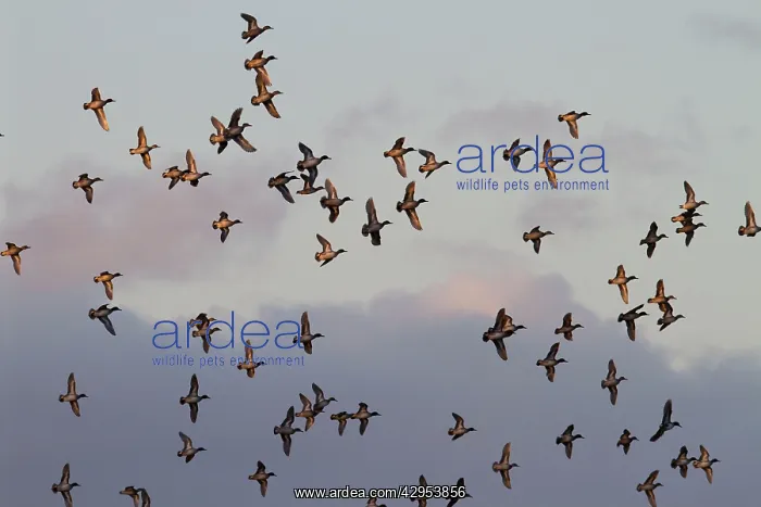 : Teal - Large flock of teal in flight catching the : Teal - Large flock of teal in flight catching the