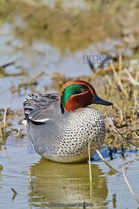  : Teal - male