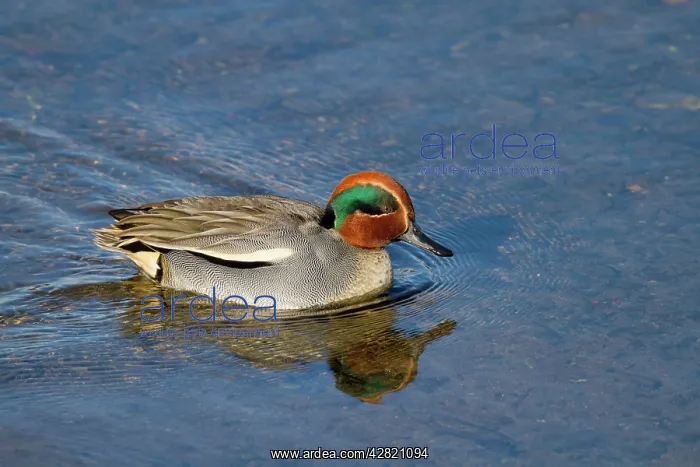: Teal - male : Teal - male