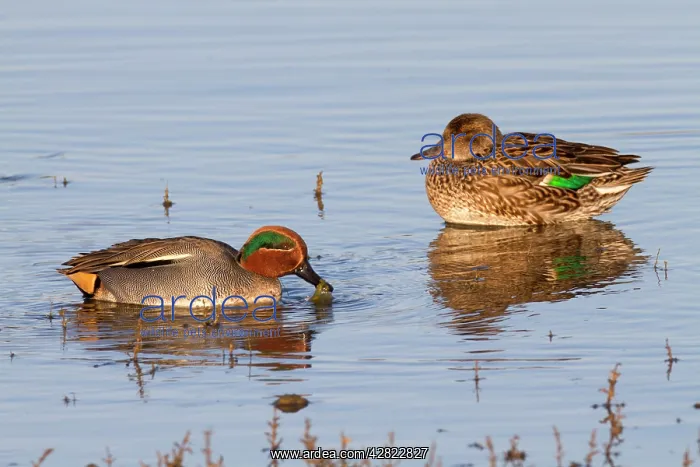 : Teal - male and female - winter : Teal - male and female - winter