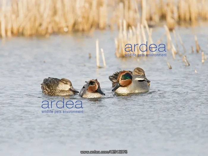: Teal - male and female in winter : Teal - male and female in winter