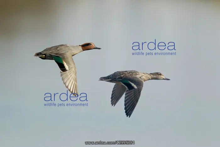 : Teal - pair in flight : Teal - pair in flight