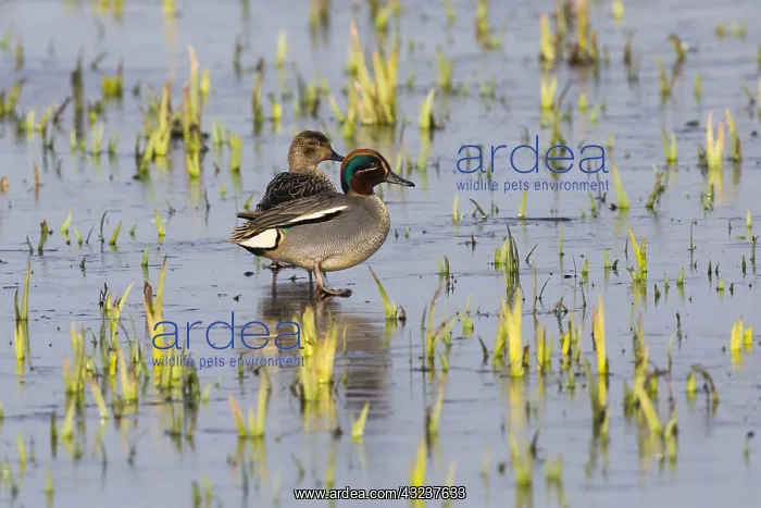 : Teal - pair standing on frozen lake, Island of Texel : Teal - pair standing on frozen lake, Island of Texel