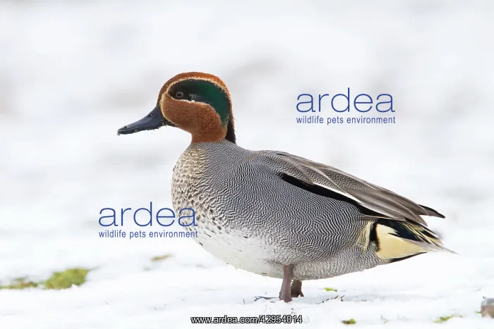 : Teal - Single adult drake teal resting on snow : Teal - Single adult drake teal resting on snow