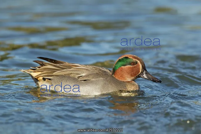 : Teal - swimming : Teal - swimming