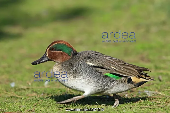 : Teal - walking over pasture : Teal - walking over pasture