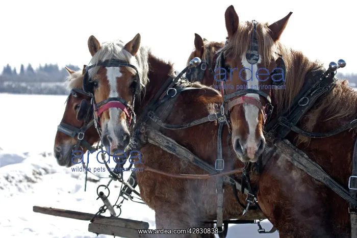 : Team of four work horses on Amish farm : Team of four work horses on Amish farm