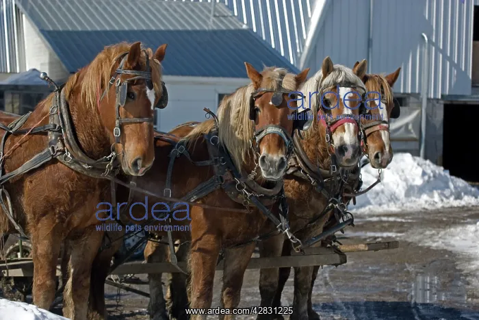 : Team of four work horses on Amish farm : Team of four work horses on Amish farm