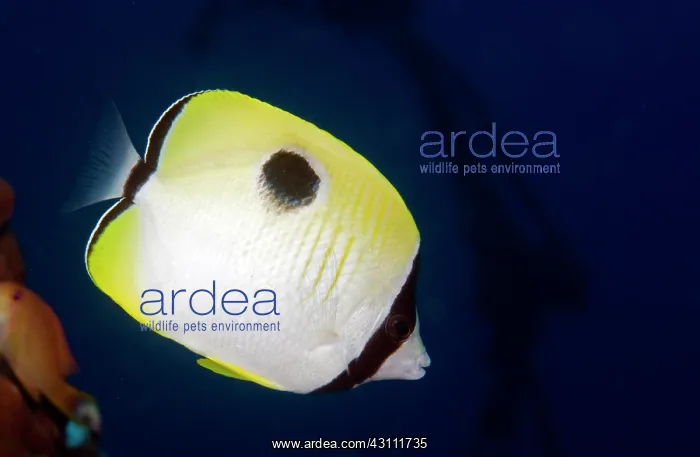 : Teardrop butterflyfish : Teardrop butterflyfish