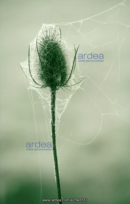 : Teasel, Dipsacus fullonum : Teasel, Dipsacus fullonum