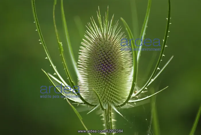 : Teasel, Dipsacus fullonum : Teasel, Dipsacus fullonum