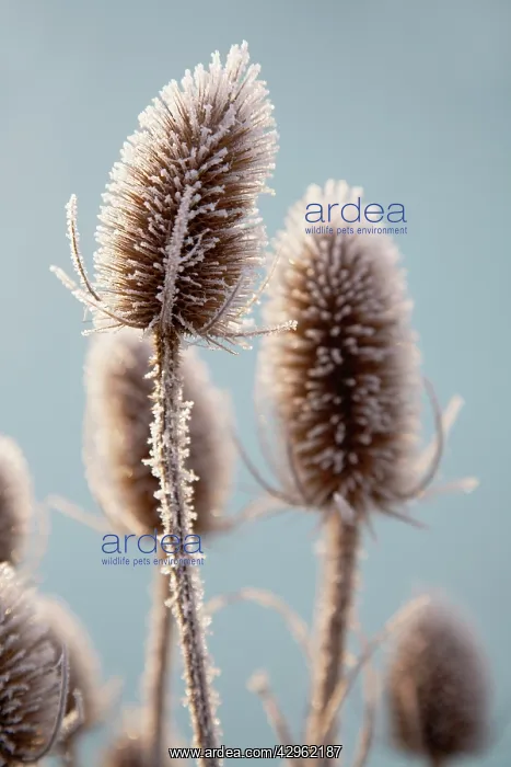 : Teasel, Dipsacus fullonum : Teasel, Dipsacus fullonum