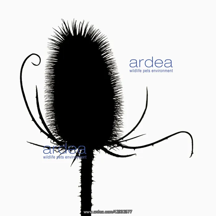 : Teasel, Dipsacus fullonum : Teasel, Dipsacus fullonum