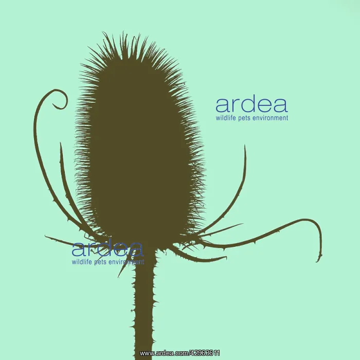 : Teasel, Dipsacus fullonum : Teasel, Dipsacus fullonum