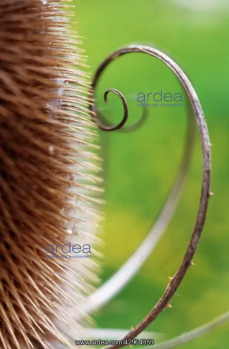 : Teasel, Dipsacus fullonum : Teasel, Dipsacus fullonum
