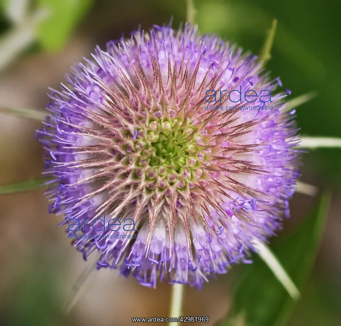 : Teasel, Dipsacus fullonum : Teasel, Dipsacus fullonum