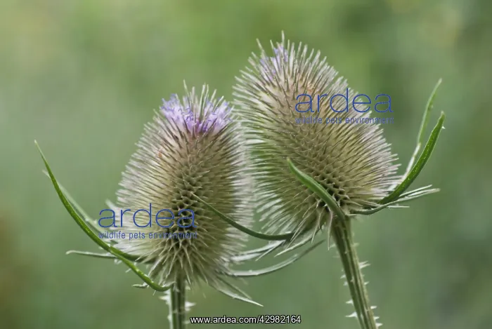 : Teasel, Dipsacus fullonum : Teasel, Dipsacus fullonum