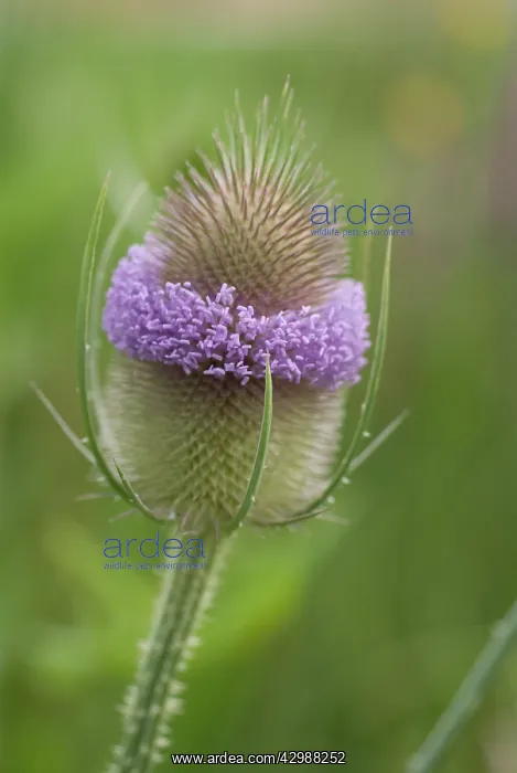 : Teasel, Dipsacus fullonum : Teasel, Dipsacus fullonum