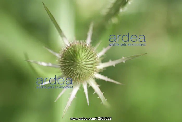 : Teasel, Dipsacus fullonum : Teasel, Dipsacus fullonum