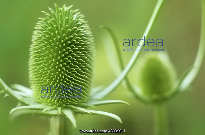 : Teasel, Dipsacus fullonum : Teasel, Dipsacus fullonum
