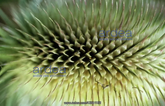 : Teasel, Dipsacus fullonum : Teasel, Dipsacus fullonum