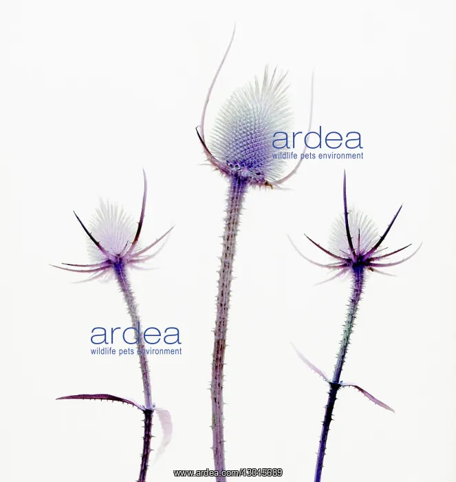 : Teasel, Dipsacus fullonum : Teasel, Dipsacus fullonum
