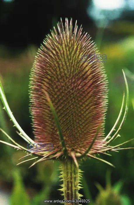 : Teasel, Dipsacus fullonum : Teasel, Dipsacus fullonum