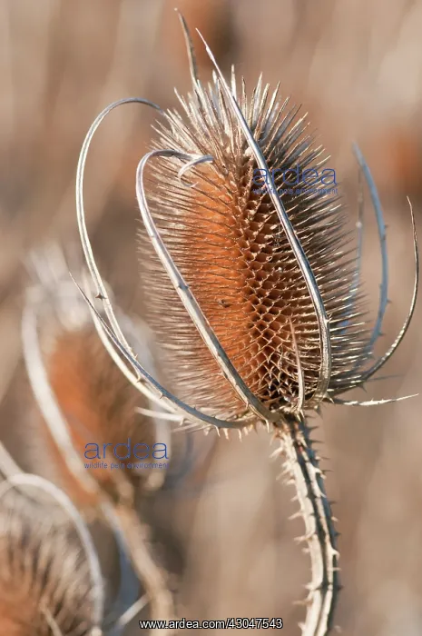 : Teasel, Dipsacus fullonum : Teasel, Dipsacus fullonum