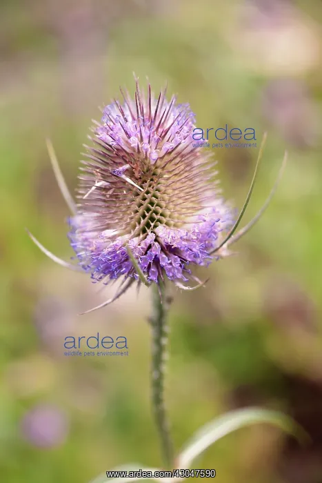 : Teasel, Dipsacus fullonum : Teasel, Dipsacus fullonum