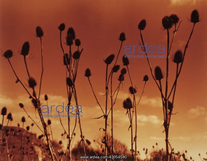 : Teasel, Dipsacus fullonum : Teasel, Dipsacus fullonum