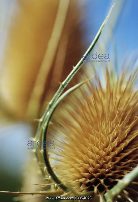 : Teasel, Dipsacus fullonum : Teasel, Dipsacus fullonum